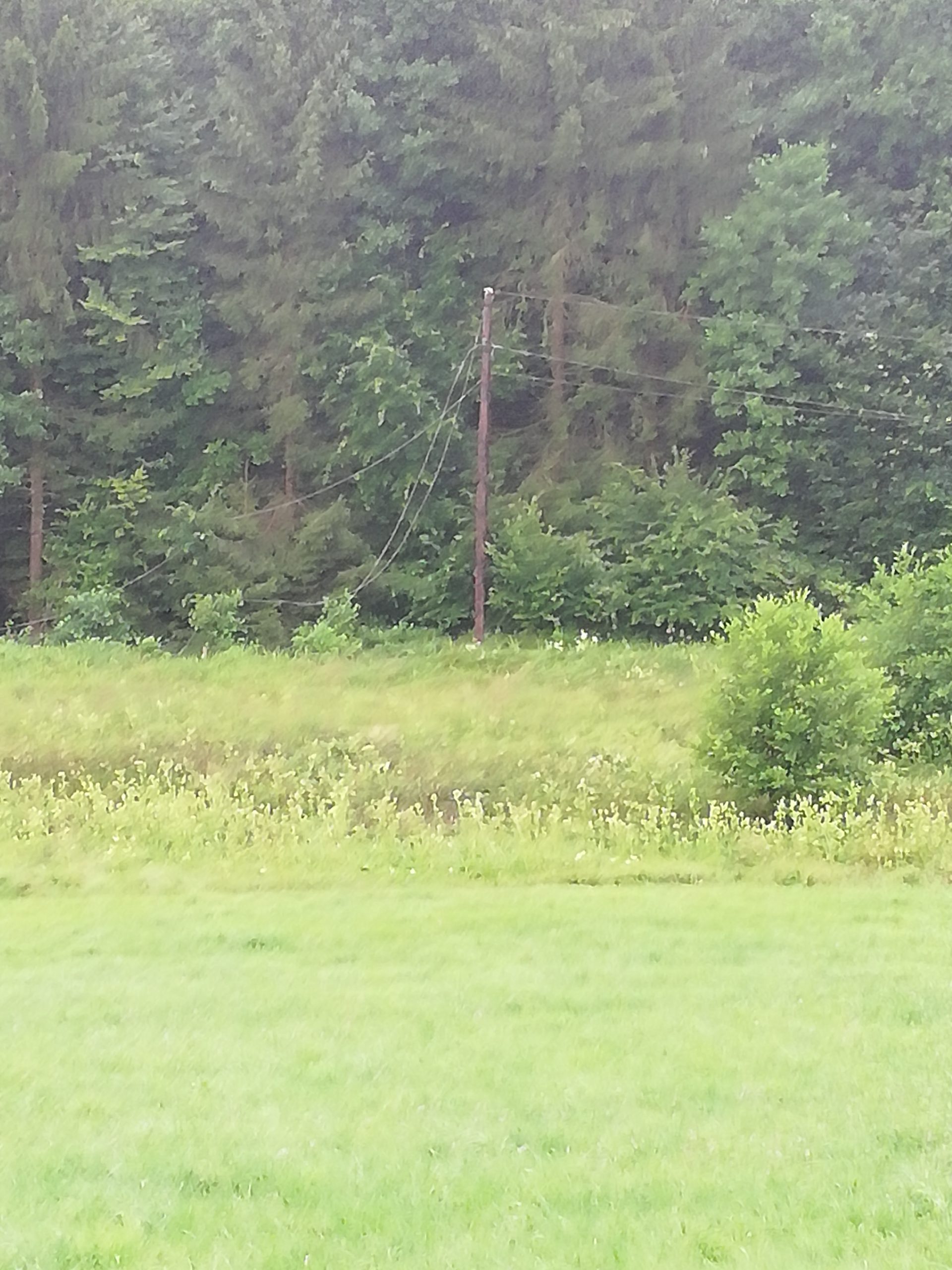 Baum fällt in Freileitung