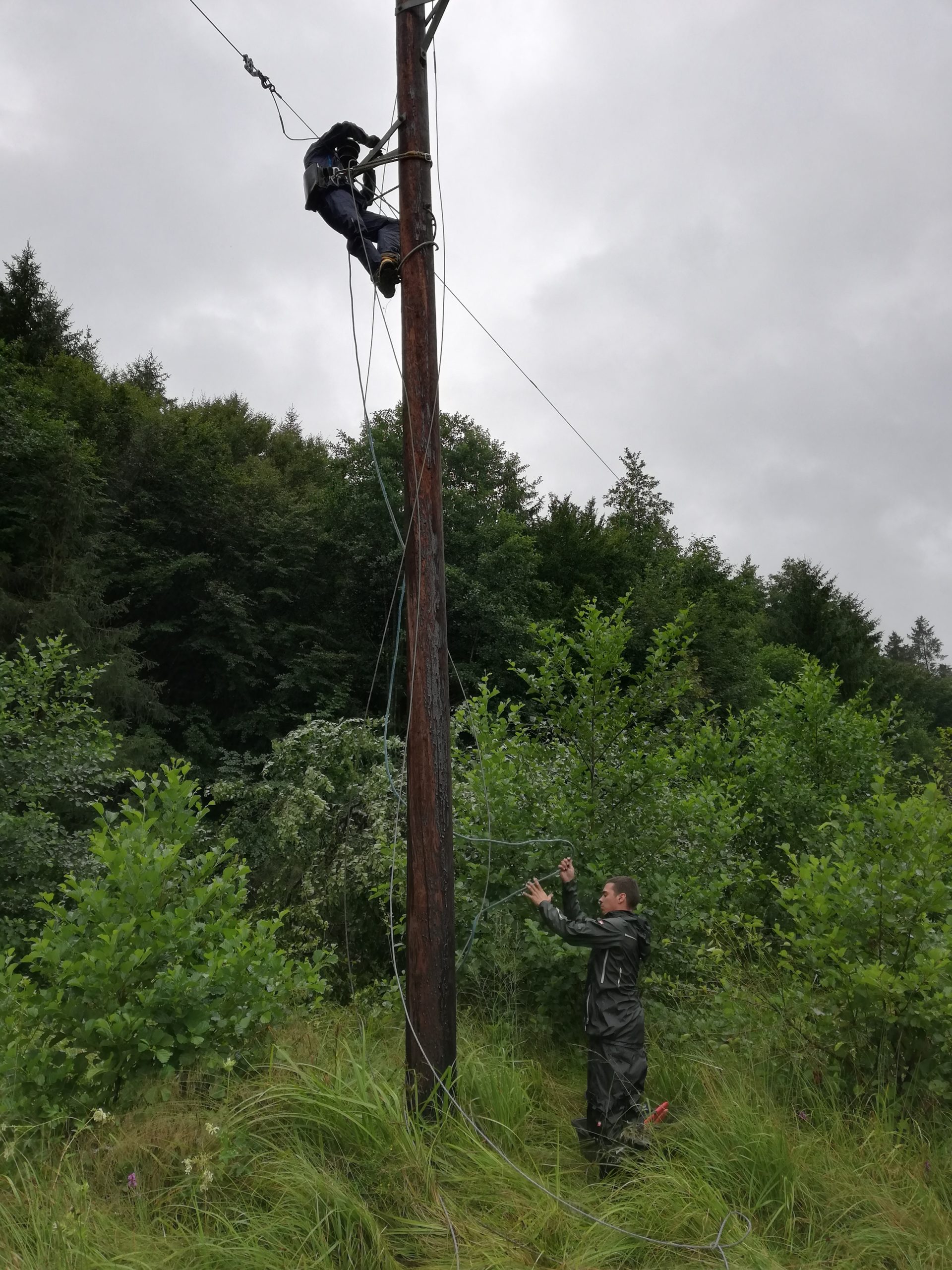 Baum fällt in Freileitung